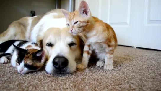 A dog sleeping with his KITTENS