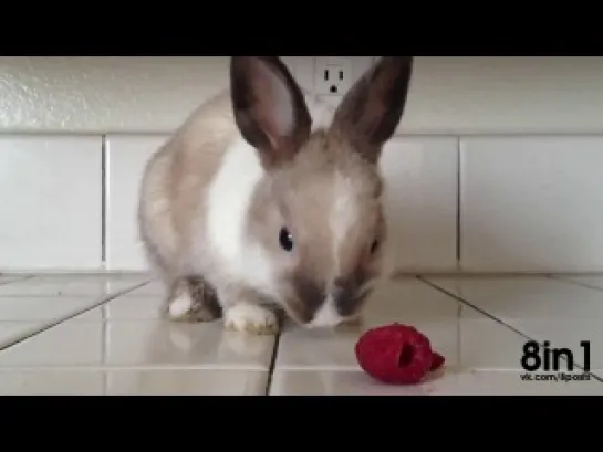 Bunny Eating Raspberries!