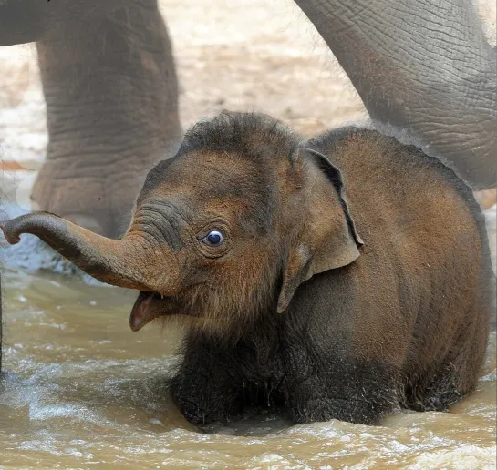 🐘  слонёнок)