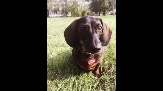 21.09.18 #такса #карликовая_такса #dachshund #my_dog