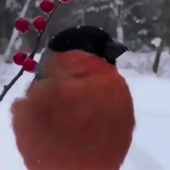 ❄  песенка снегиря...