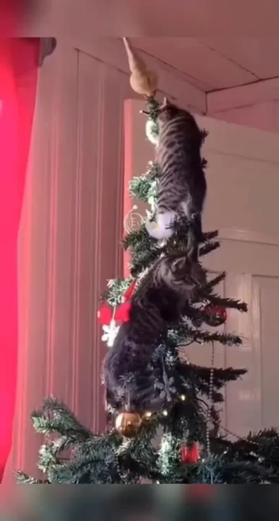 😻🎄❄🎈Краш-те́ст ёлки могут провести ТОЛЬКО К О Т Ы 😽😽😽