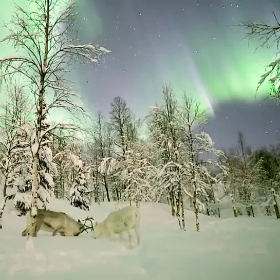 Aurora / northern lights / северное сияние