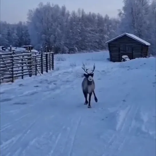 🎅🎄 🦌 Северные олени очень ждут Новый год!)