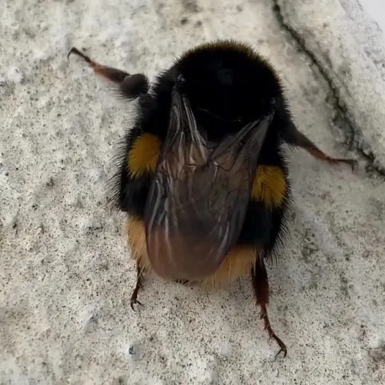 🐝 шмелик отдыхает)