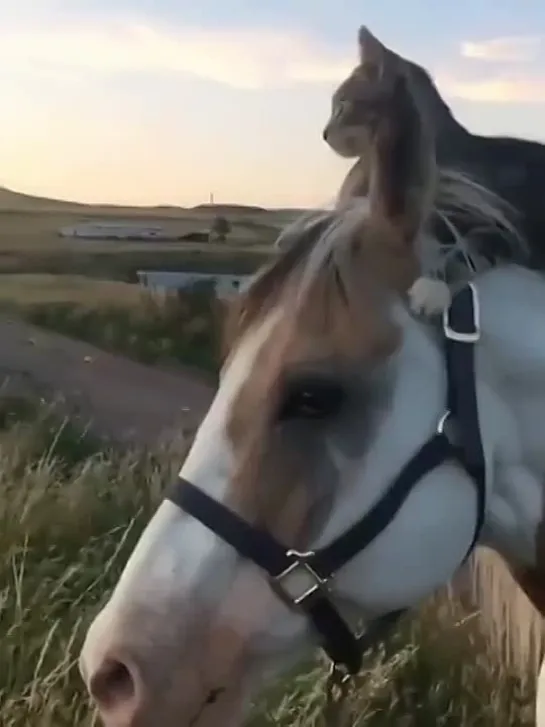 - а поехали зарю встречать вместе....