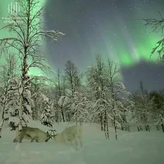 Aurora / northern lights / северное сияние