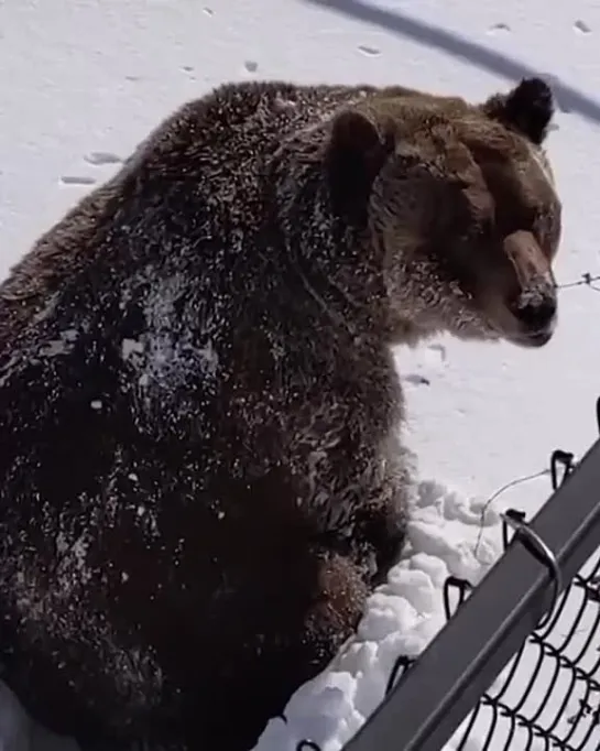 🐻  нет весны ещё, что ли ?...