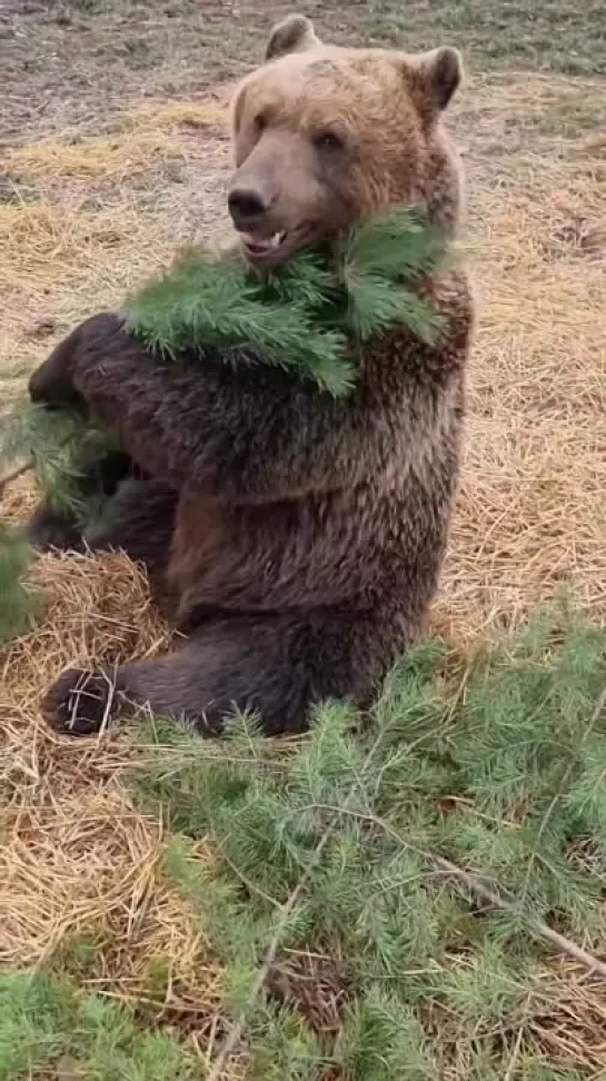 🐻 сказали: «научись париться, тогда в баню возьмём»...