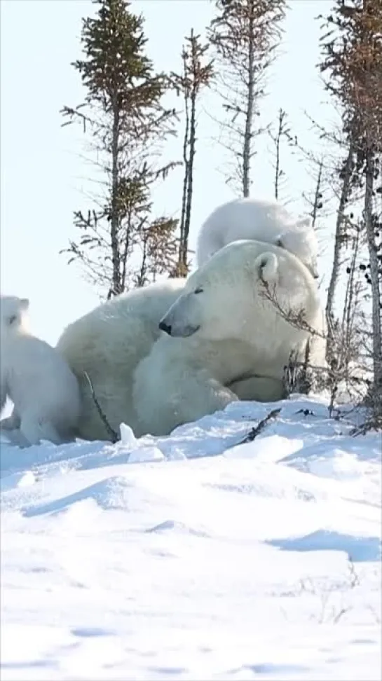 белоснежное семейство)