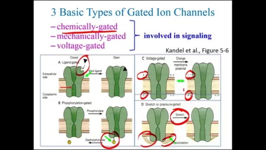 Ion Channel Types