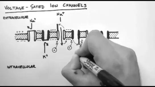 Action Potentials 2 - Voltage-Gated Ion Channels