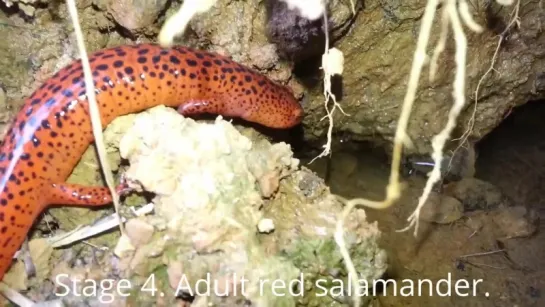 Salamander life cycles- E1 Pseudotriton