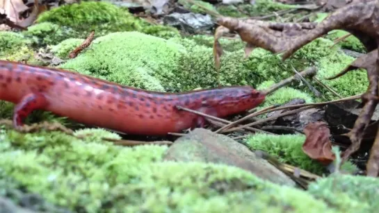 Red Salamander