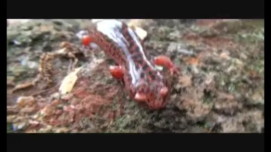 Large Red Salamander