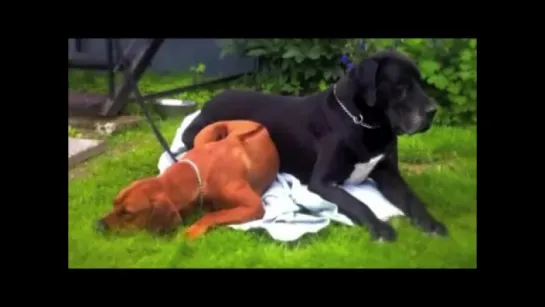 Ridgeback vs pitbull, rottweiler, great dane