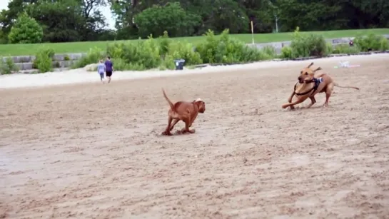 Rhodesian_Ridgeback