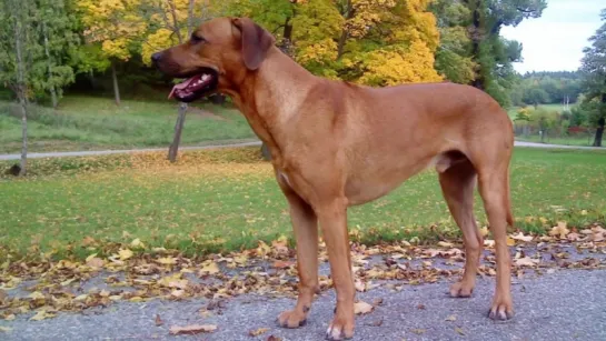 Rhodesian Ridgeback