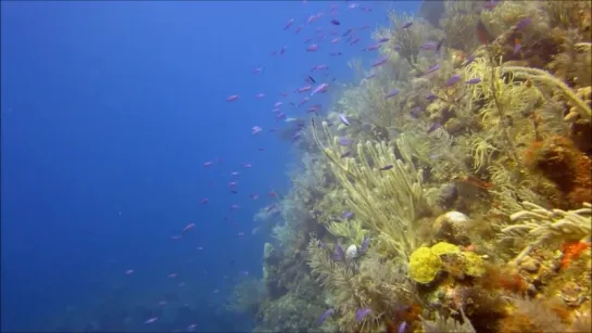 Scuba Diving in Jardines de la Reina - Cuba - Mergulho - Canon S100 - HD 1080p