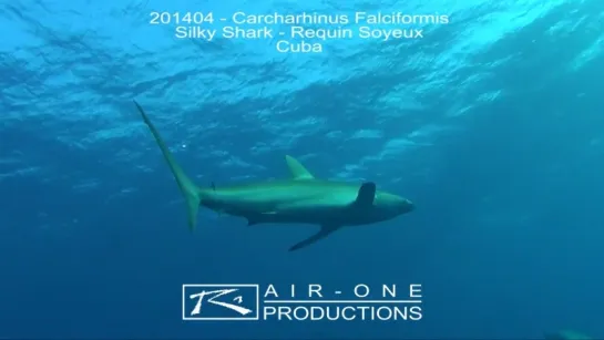 201404 - Carcharhinus Falciformis (Silky Shark - Requin Soyeux) - Cuba