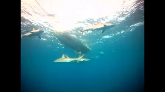 Sharks of Jardines de la Reina, Cuba