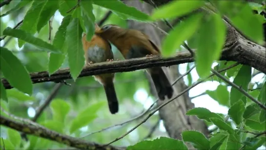 Male Hwamei singing beside Female