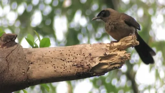 Masked Laughingthrush