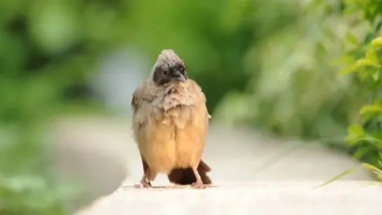 Masked Laughingthrush