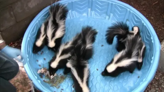 Young skunks learn to hunt insects at WildCare