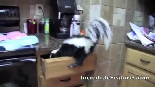 Fourteen Skunks