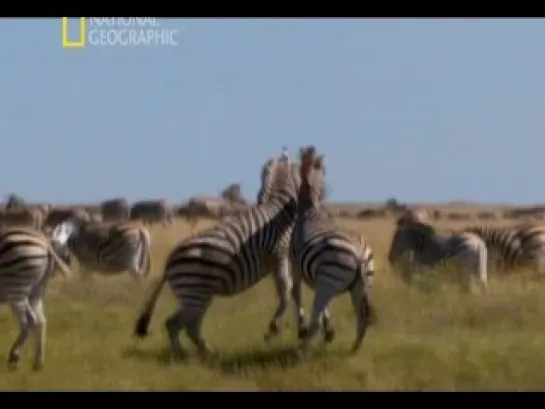 Великие миграции (4 серия) Гонка на выживание. National Geographic