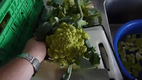 Romanescu - Romanesco broccoli - kinda Cauliflower