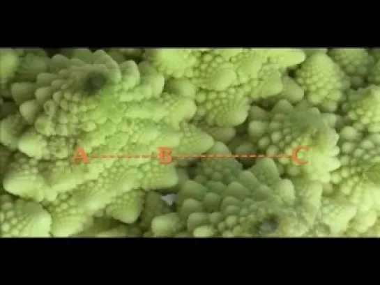 Romanesco e Fibonacci