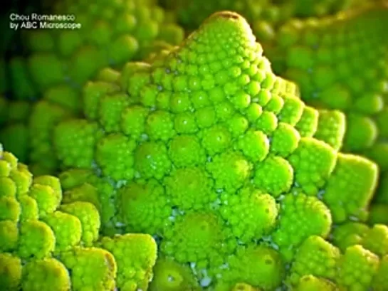 Chou Romanesco pris au Microscope USB