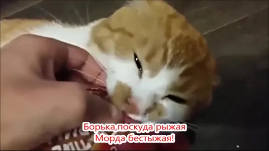 Боря,отдай булку! Супер песня про кота Борю