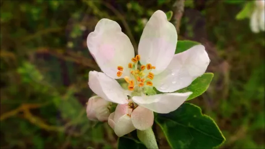 ✨🌺✨⊱• ЦВЕТЕНИЕ. ЧУДЕСА МАКРОМИРА•⊰✨🌺✨