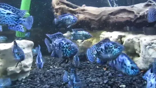 electric blue jack dempsey cichlid