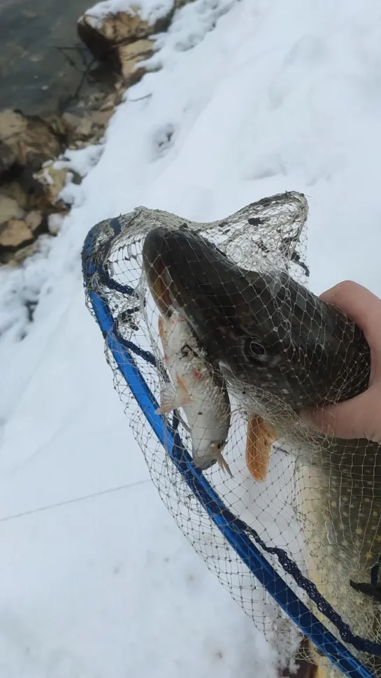 Видео от Юрия Щавинского