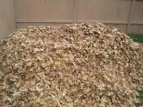 Funny siberian husky playing in leaves