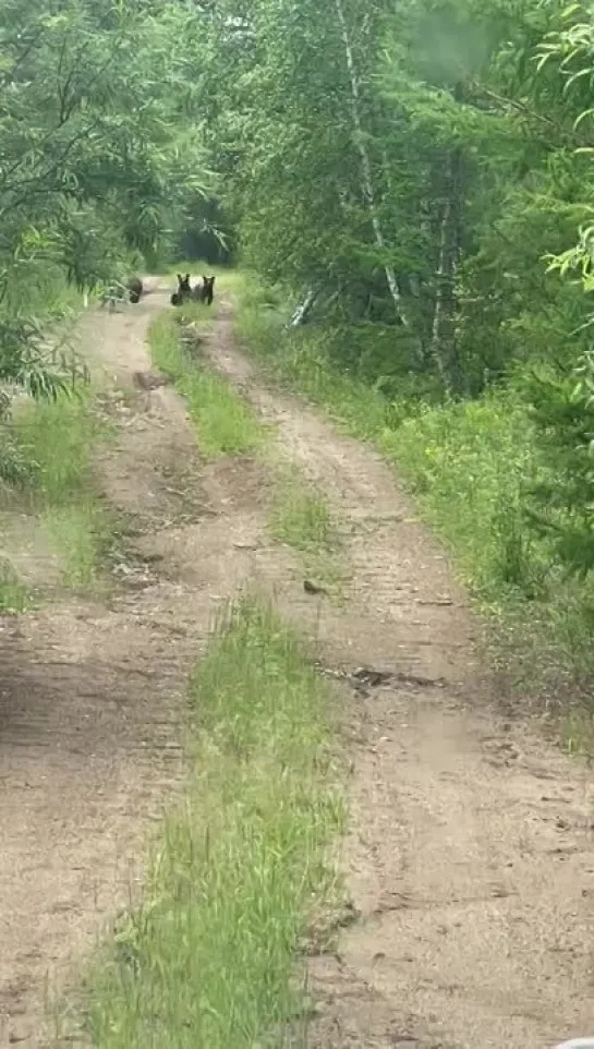 Медведи в Карымском районе