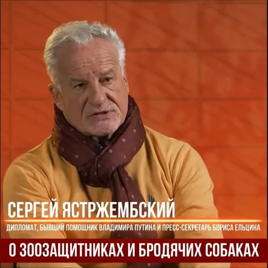 Сергей Ястржембский о бродячих собаках