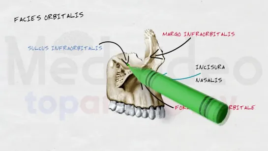 Анатомия. Череп. Верхняя челюсть