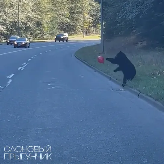 Видео от Слоновый прыгунчик