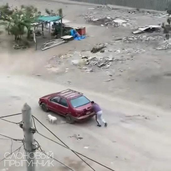 Видео от Слоновый прыгунчик