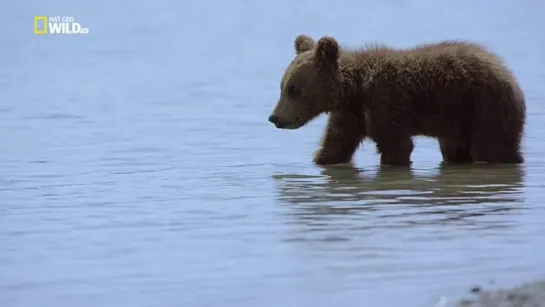 National Geographic: Империя гризли / Grizzly Еmpire (2015) HDTVRip 720p