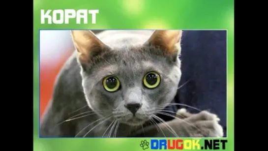 Кошки породы "Корат"...