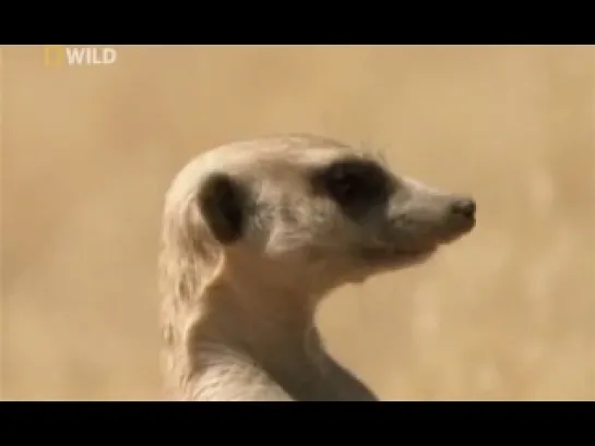 Клан Сурикатов / Clan Of The Meerkat (2010)