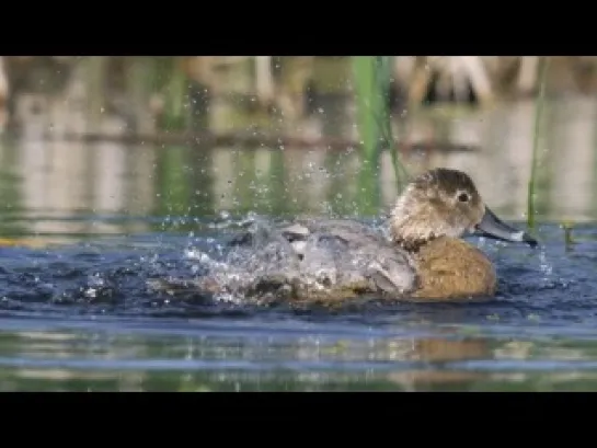 Nature: Необычный документальный фильм про уток / An Original DUCKumentary (2012)