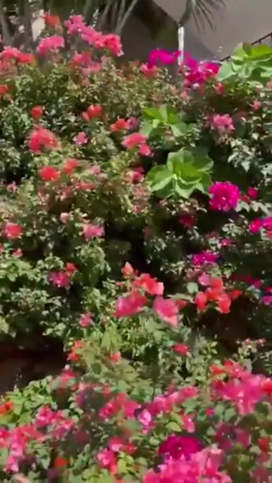 Les presumo mi pedacito de jardín pero la virgencita estaba allá arriba y lo lleno de flores