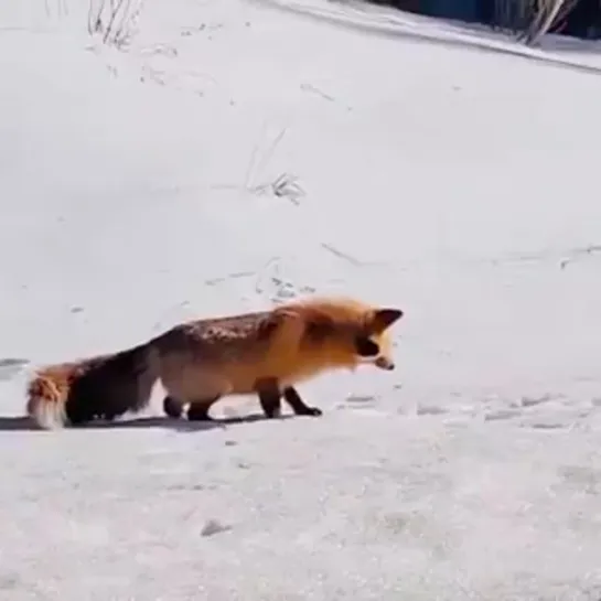 Un zorro con mucho estilo para cazar. Con esta habilidad innata nunca se morirá de hambre